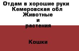 Отдам в хорошие руки - Кемеровская обл. Животные и растения » Кошки   